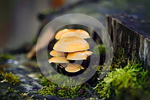 Forest mushrooms on tree stump with moss. Honey agaric mushrrom