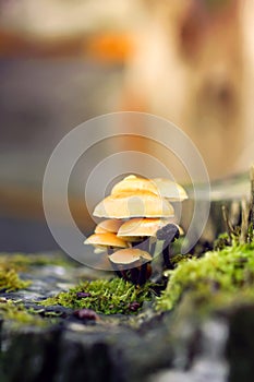 Forest mushrooms on tree stump with moss. Honey agaric mushrrom