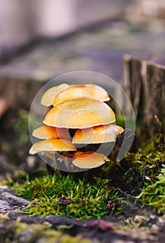 Forest mushrooms on tree stump with moss. Honey agaric mushrrom