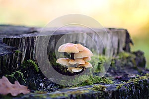 Forest mushrooms on tree stumpwith moss. Honey agaric mushrrom