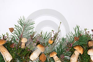 Forest mushrooms on a white background photo