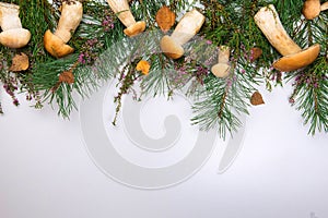 Forest mushrooms on a white background photo