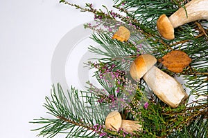 Forest mushrooms on a white background photo