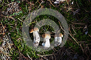 Forest mushrooms on a wooden background