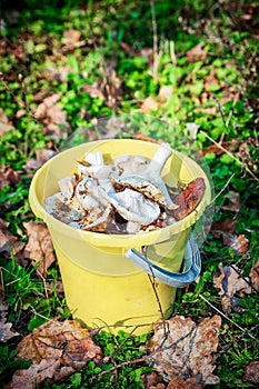 Forest mushrooms in a yellow bucket.