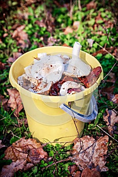 Forest mushrooms in a yellow bucket.