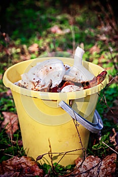 Forest mushrooms in a yellow bucket.