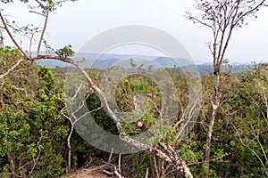 Forest in National Park El Imposible, El Salvad