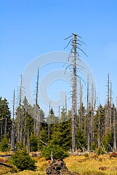 Forest in national park Harz