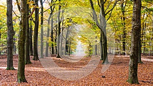 The forest of National park the Hoge Veluwe in the Netherlands photo