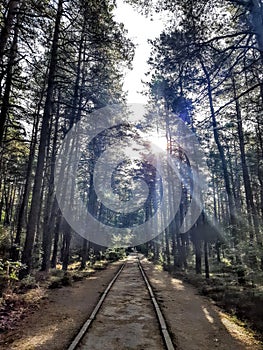 Forest in National park `Kurshskaya Kosa`