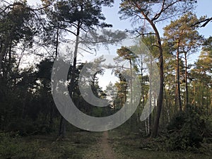 Forest at the National park Sallandse heuvelrug