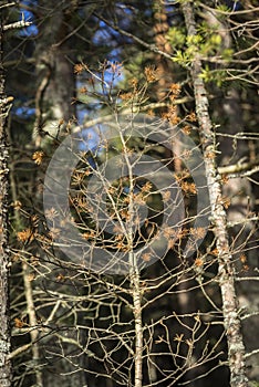 Forest Nature at Abernethy in the Cairngorms National Park of Scotland.