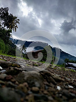 Forest nature aftern