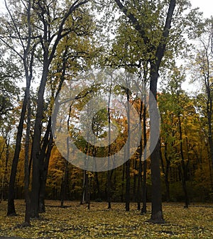 Forest nature cof field trees