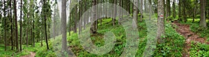Forest nature in green scenery in spring in panoramic view