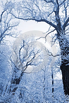 Forest nature, oak trees