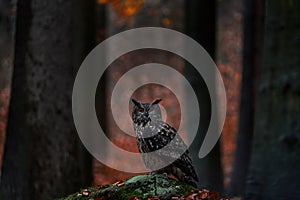 Forest nature. Owl - wildlife in autumn. Eurasian Eagle Owl, Bubo Bubo, sitting on the tree stump block, wildlife photo in the