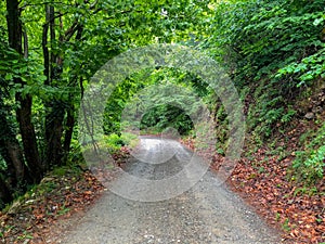 Forest nature pathway. Deep forest in road