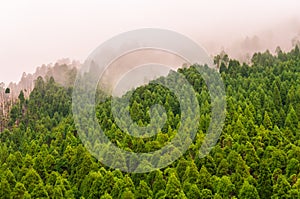 Forest in Nature Reserve of Pico da Vara on Sao Miguel island, A