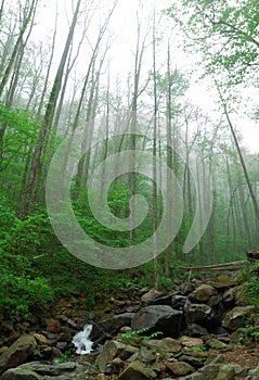 Forest near Atlanta