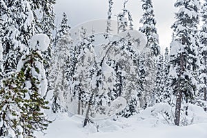 Forest near Lake Louise in Banff Park