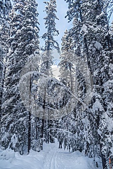 Forest near Lake Louise in Banff Park