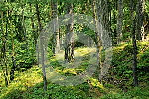 Forest near Radyne castle, Czech Republic