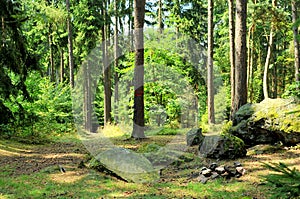 Forest near Radyne castle, Czech Republic