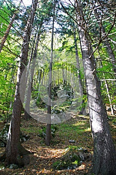 Forest near town Ruzomberok