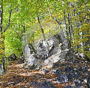 Forest near town Ruzomberok