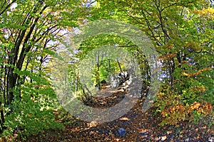 Forest near town Ruzomberok