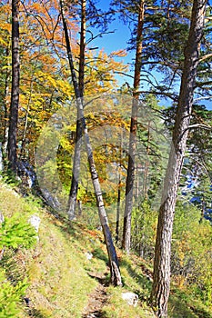 Forest near town Ruzomberok