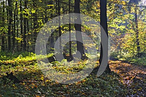 Forest near Zakluky at Polana mountains