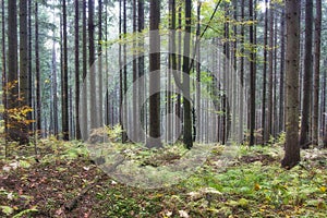 Forest near Zakluky at Polana mountains