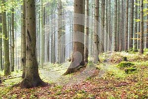 Forest near Zakluky at Polana mountains