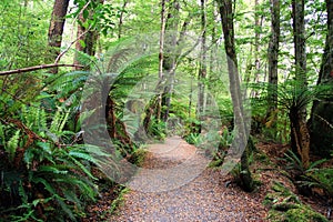 Forest in New Zealand