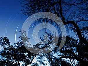 Forest night sky star trails