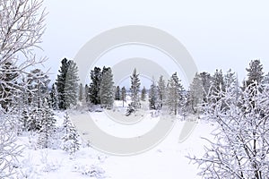 Forest in the north of Siberia on a frosty foggy day