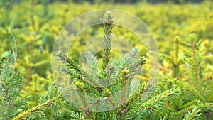 Forest nursery for growing spruce