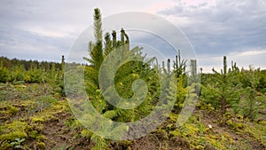 Forest nursery for growing spruce