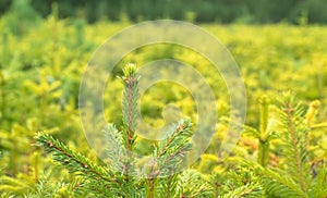 Forest nursery for growing spruce
