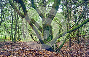 Forest of oaks and ferns. Summer in Galicia. Spain