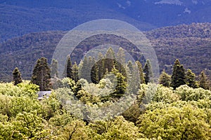 Forest of oaks, pines and firs in Sierra de Guadarrama