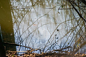 Forest Oasis: Pond and Bushes Embrace