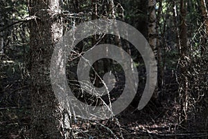 A forest with an old, dry tree with bark, moss and sunlight