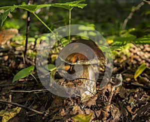 White mushroom grows in the forest among old leaves and grass