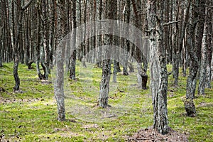 Forest with old twisted pine trunks