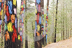 The forest of Oma, Urdaibai Biosphere Reserve.