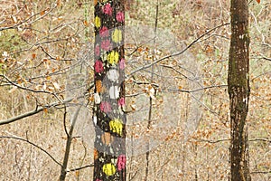 The forest of Oma, Urdaibai Biosphere Reserve.